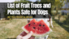 Image showcasing List of Fruit Trees and Plants Safe for Dogs - The Backyard Pros