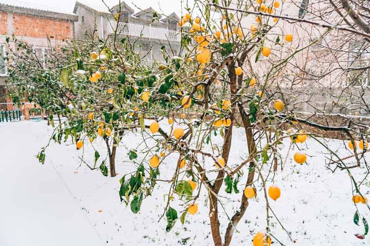 Do Lemon Trees Lose Their Leaves in Winter