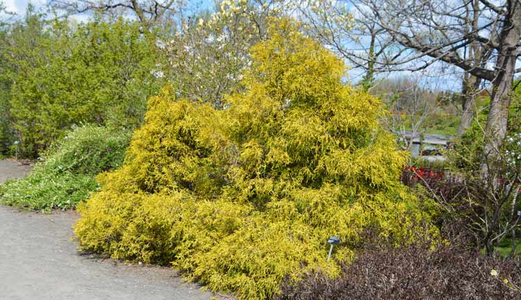 A type of evergreen conifer that grows best in hardiness zones