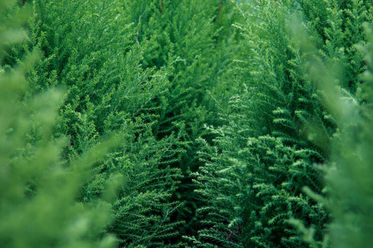 Leyland Cypress, a natural hybrid