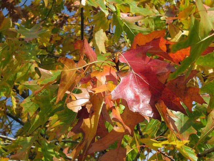 Beautiful red foliage tree