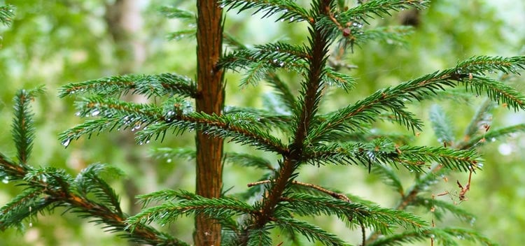 Norway Spruce is better known across the globe as the Christmas Tree