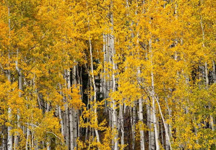 This tree will mature into a slender tree