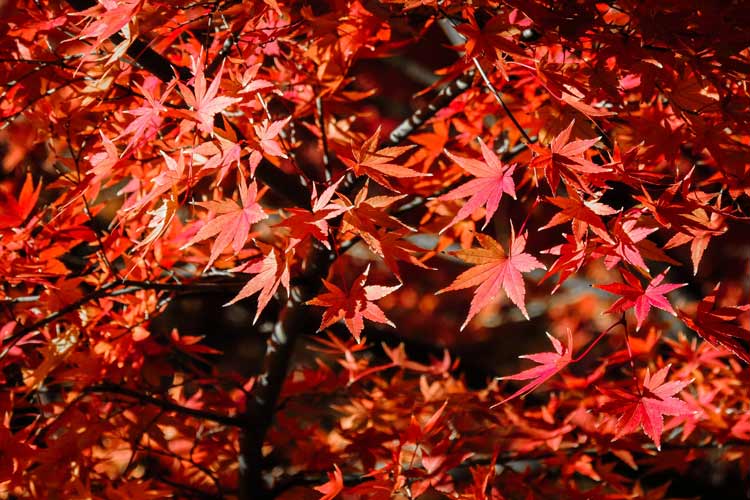 One of the most abundant deciduous trees