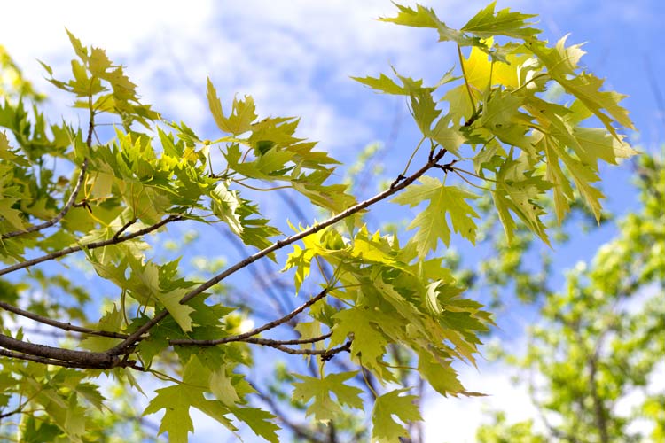 Silver Maple can be a splendid tree option to block the peering eyes of onlookers