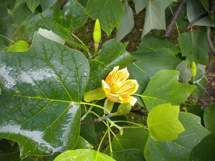 Tuliptree is another fantastic fast growing tree