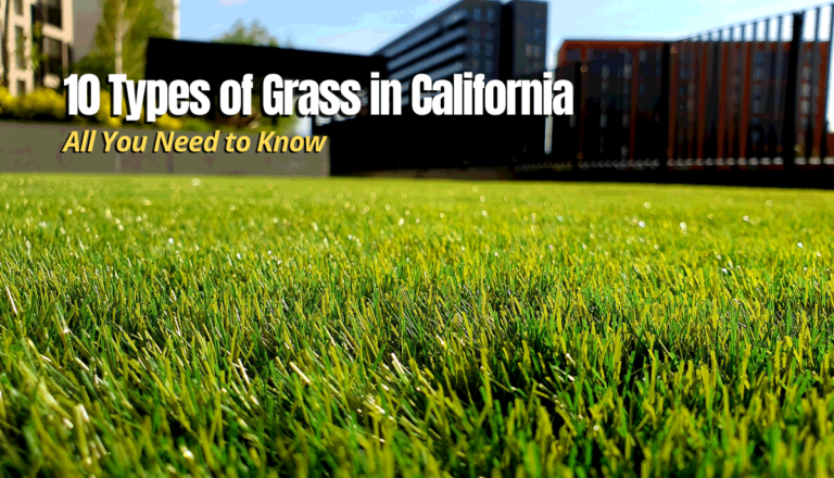 Photo inspiration: 10 Types Of Grass In California 5 Lawn Alternatives Photo Inspiration