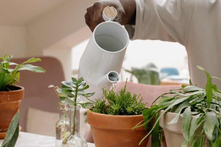 Can You Keep an Annual Plant Alive Inside Your House