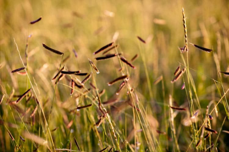 The most common native grass in Colorado