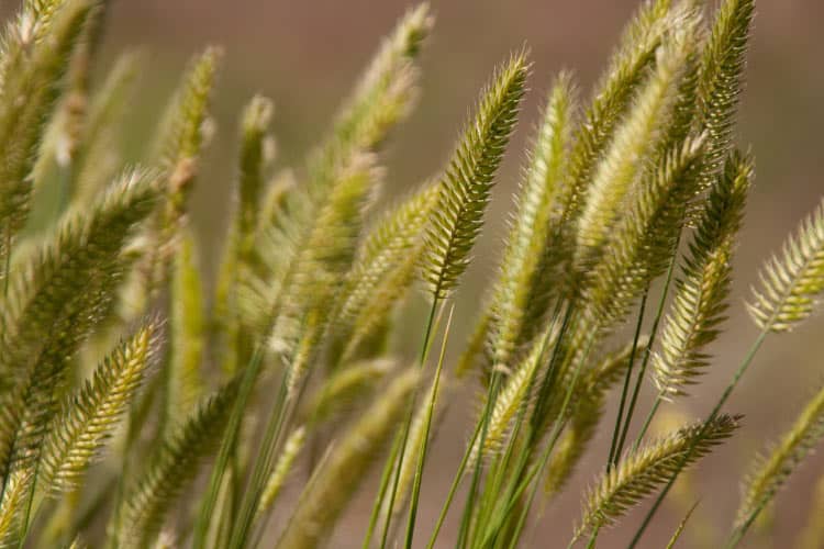 The non-native Crested Wheatgrass is a low maintenance