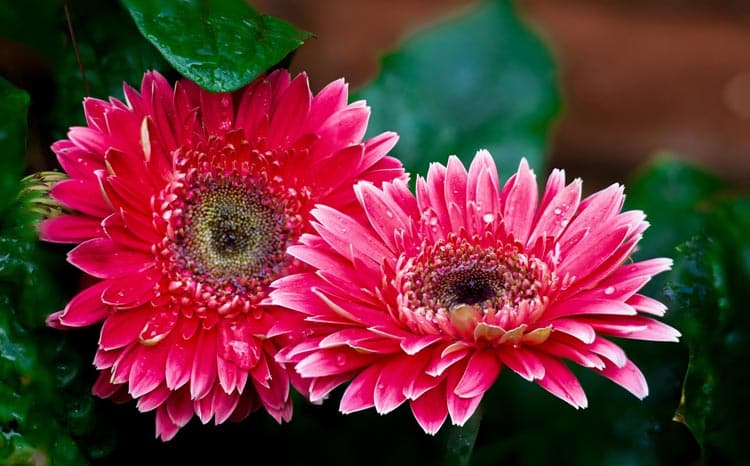 How Long Do Potted Gerbera Daisies Last? - The Backyard Pros