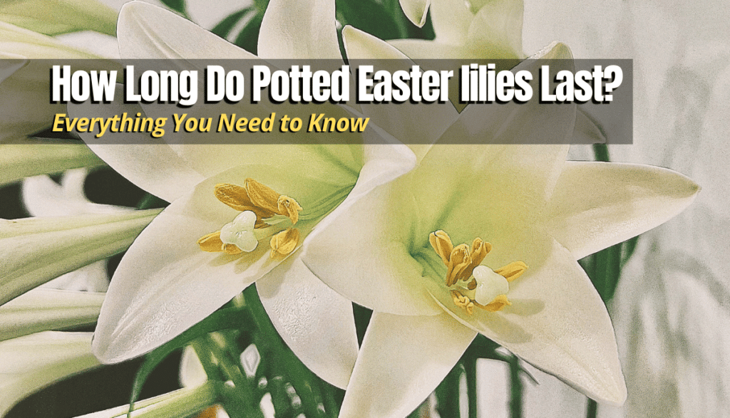 How Long Do Potted Easter Lilies Last? The Backyard Pros