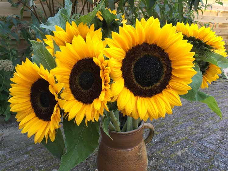 How Long Do Potted Sunflowers Take to Grow