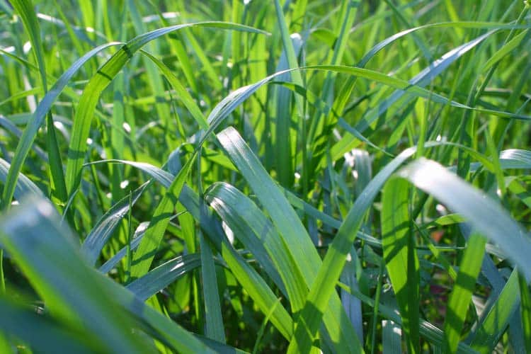 Tall Fescue is like the Goldilocks of grasses