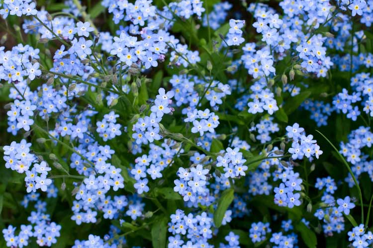 19 Types Of Weeds with Purple Flowers - The Backyard Pros