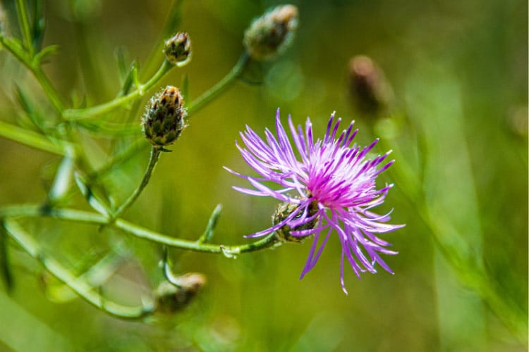 19 Types Of Weeds with Purple Flowers - The Backyard Pros