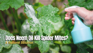 Does Neem Oil Kill Spider Mites? (A Natural Solution) - The Backyard Pros