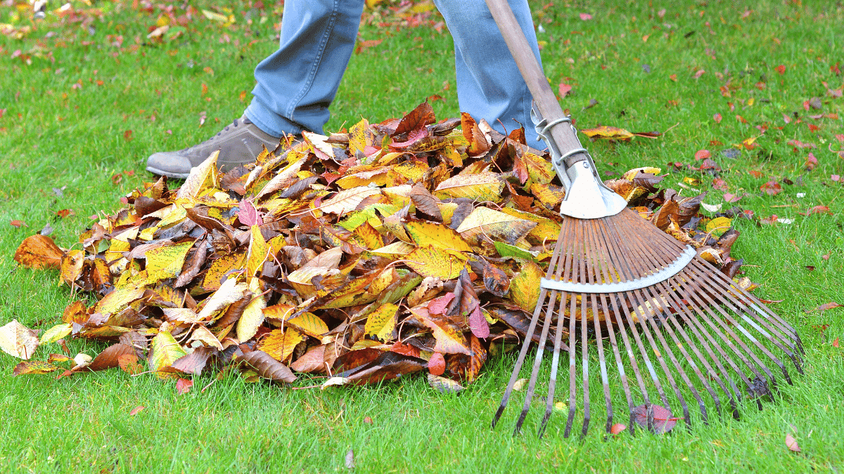 leaf rake removal 