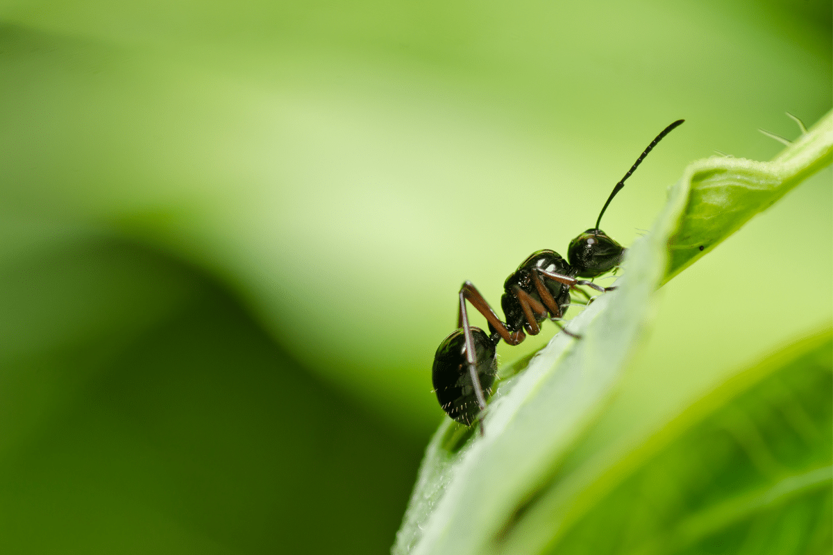 spray neem oil on ants