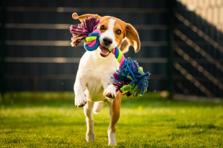 A separate dog run is perfect for keeping your yard tidy while giving dogs a dedicated space to play