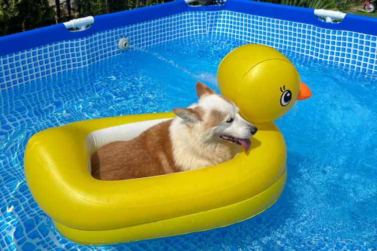 shallow pool provides an easy way for dogs to splash around without taking up too much space