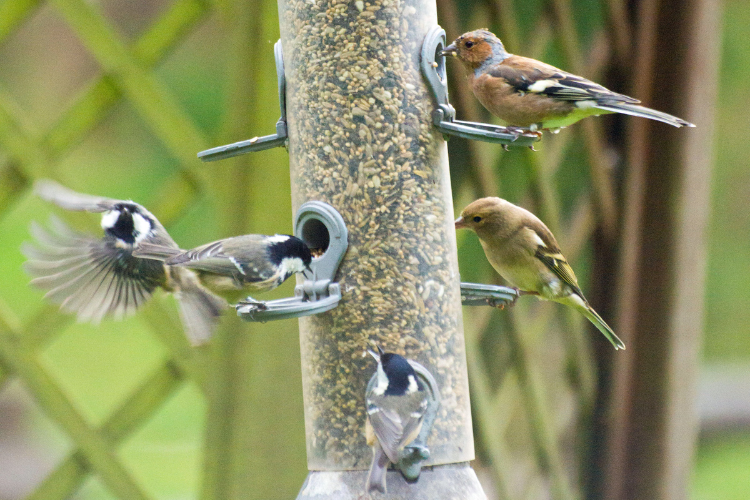 finches add movement and colour