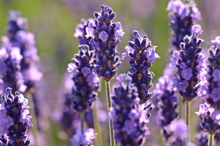 it also loves dry soil and full sun