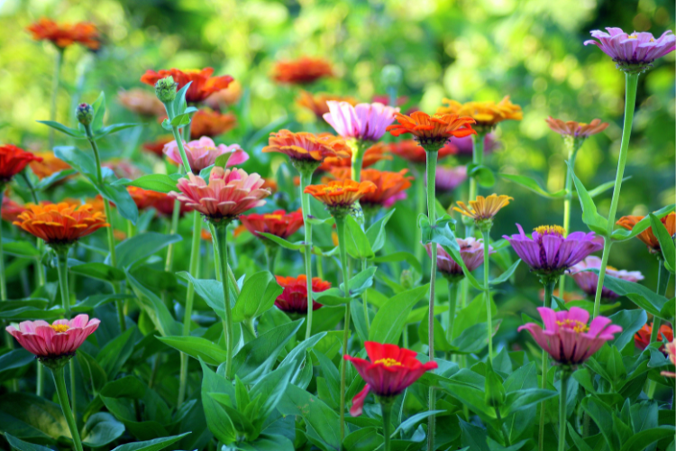 Adding bold flowers is one of the easiest ways to refresh a backyard