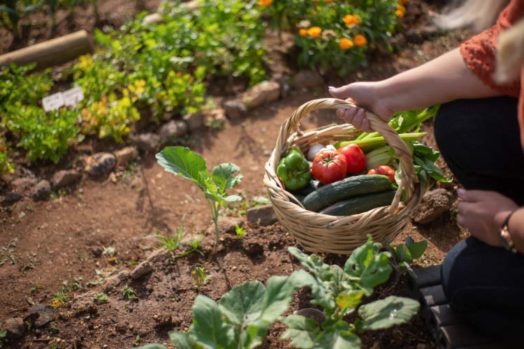 Homesteading and growing your own food is a privilege that comes with the farmhouse aesthetic