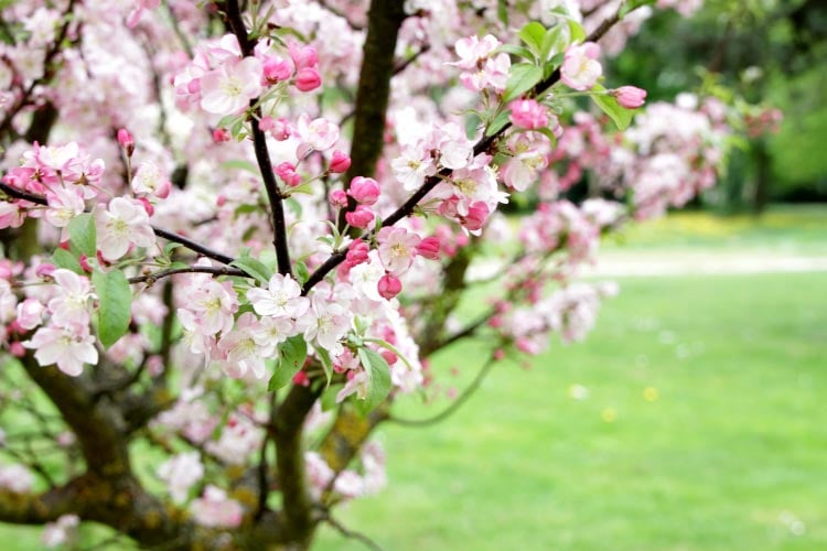 An ornamental tree or two near your porch adds height and interest as well as seasonal wonder