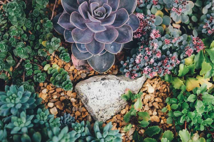 Succulents thrive in hot and dry conditions