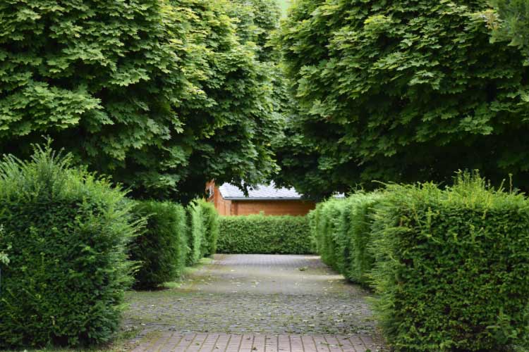 adds privacy and creates a natural boundary without breaking the bank