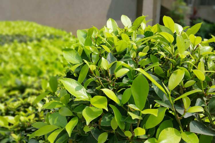 Shrubs are classic and timeless