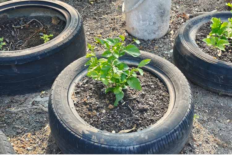 Old tires are just as easy to source as wooden pallets
