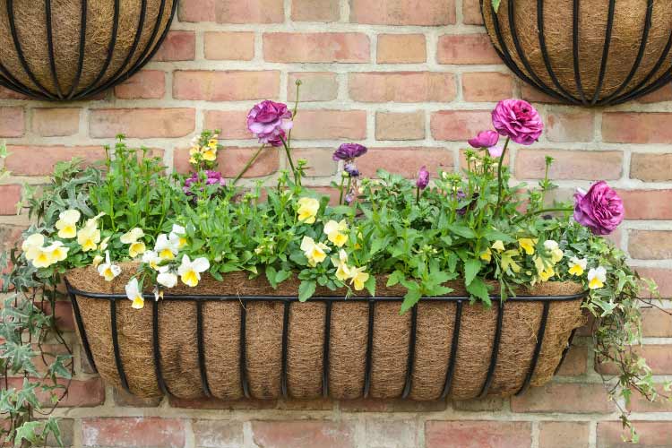 A bright green plant is the perfect addition to any space