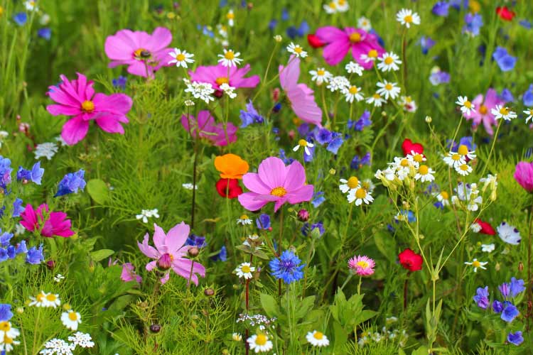 Pollinators absolutely adore wildflowers