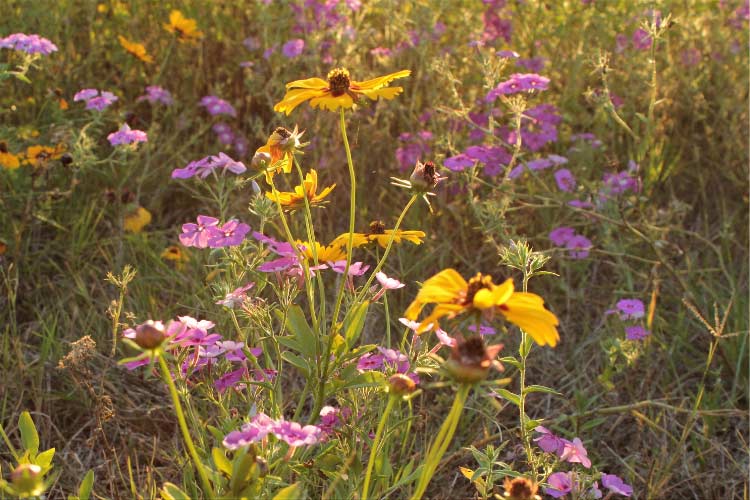 they thrive in plenty of different types of soil with minimal maintenance