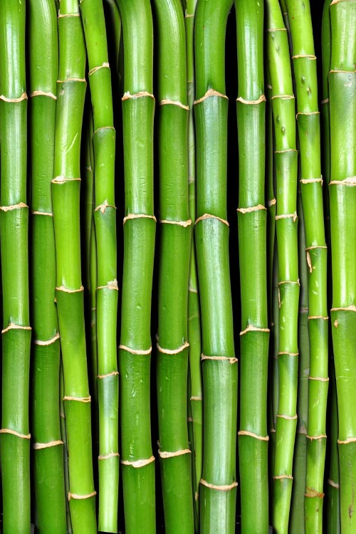 A bamboo backdrop adds a height to the area that screams luxury