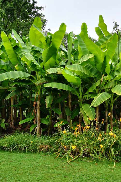 Banana plants usually thrive in warm places