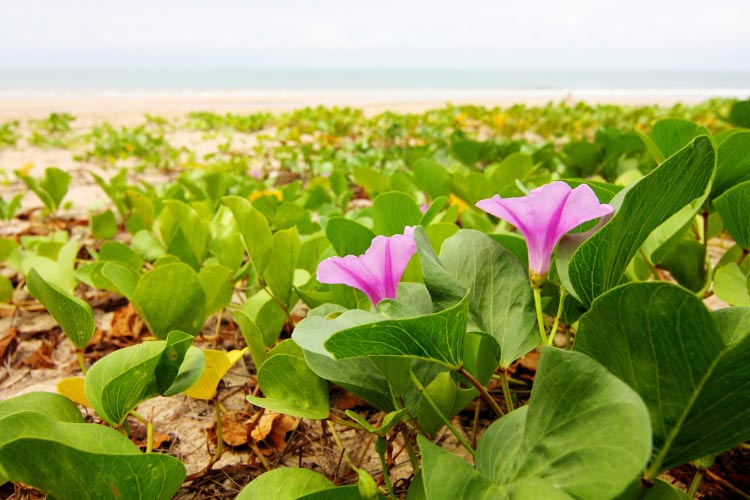 they give a lot of hints about what you can expect from these plants