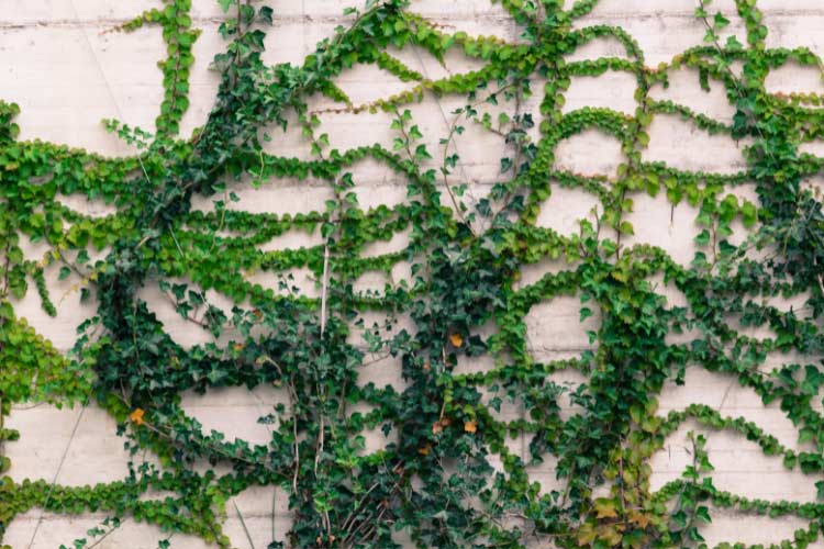 introduce vertical interest and natural charm to a farmhouse front yard