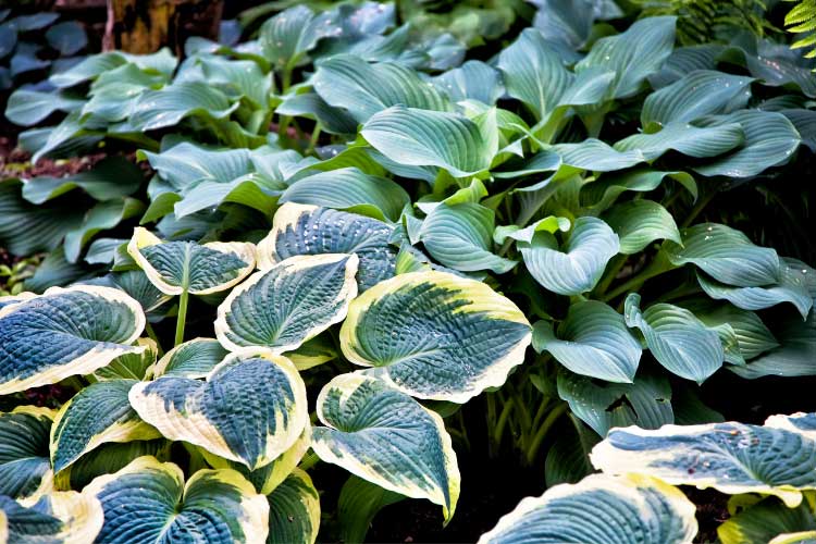 reduces the need for supplemental groundcover and constant weeding