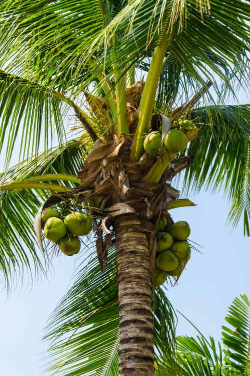You can also use whole coconuts as accents throughout your space
