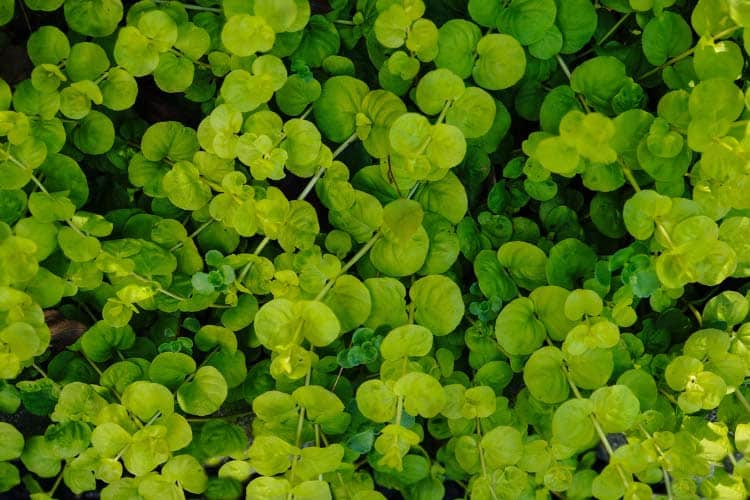 Creeping Jenny will give you tiny tropical yellow flowers