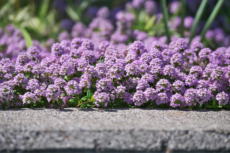 Creeping thyme is what you need if you want your garden to be just as fragrant as it is tropical
