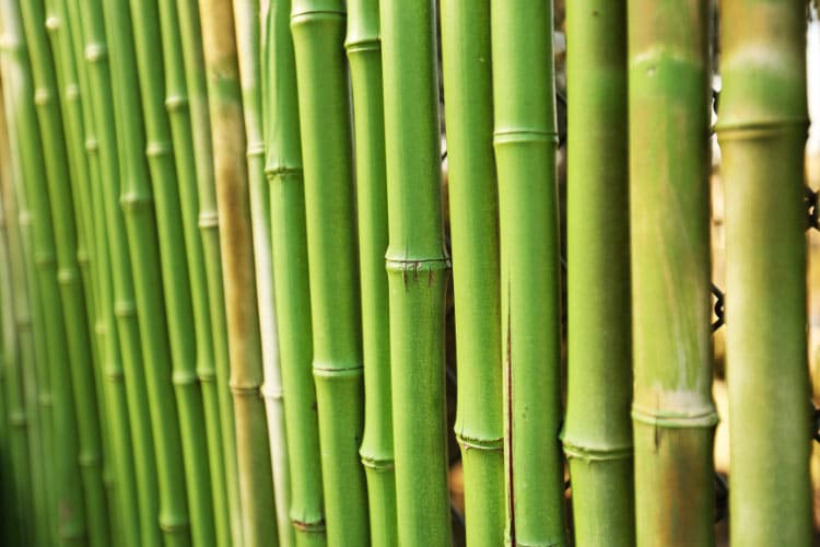 There is something about bamboo that just screams tropical