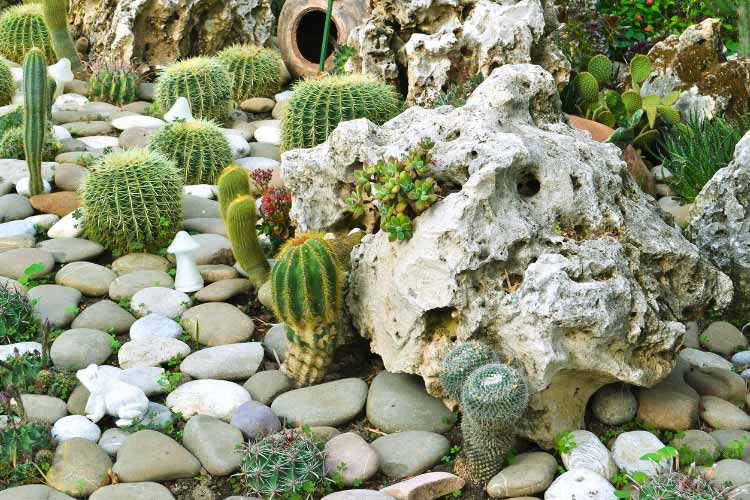 Decorative stones can turn your cactus garden into a striking landscape feature
