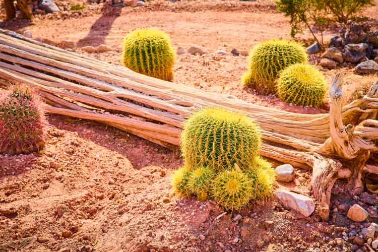 Driftwood has a sustainable appeal