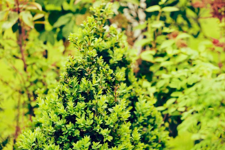 incorporate some evergreen shrubs into your design