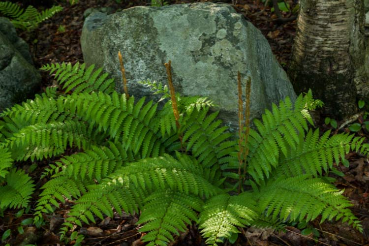Ferns and shady gardens go hand in hand because they thrive in low light areas